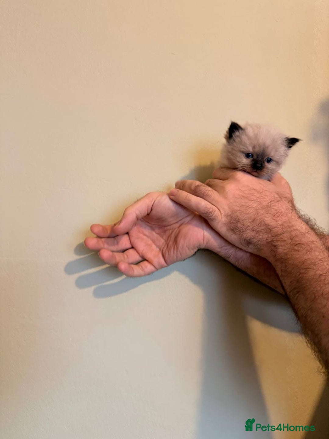 Ragdoll cats for sale: Adorable Ragdoll Kittens  - Image 11