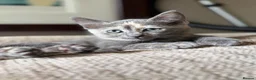 Mixed Breed cats for sale: Gorgeous Kittens *Ready Now* - Advert 5