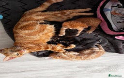 Mixed Breed cats for sale: Gorgeous Kittens - Image 2