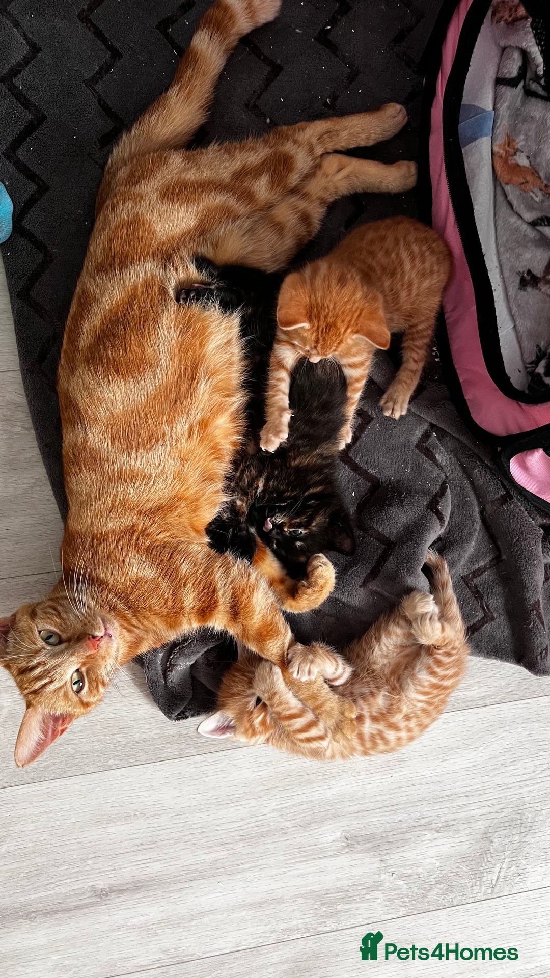 Mixed Breed cats for sale: Gorgeous Kittens - Image 2