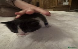 Ragdoll cats for sale: Half ragdoll stunningly marked kittens  - Image 24