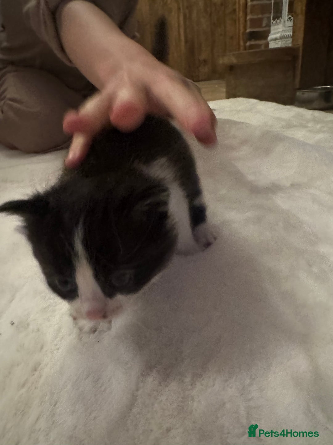 Ragdoll cats for sale: Half ragdoll stunningly marked kittens  - Image 24