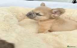 French Bulldog dogs for sale: Visual fluffy ** French bulldog puppies - Image 6