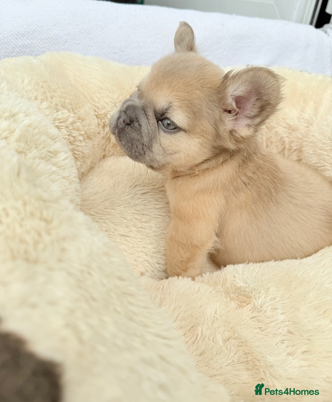 French Bulldog dogs for sale: Visual fluffy ** French bulldog puppies - Image 6