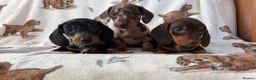 Dachshund dogs for sale: Dachshund puppies for sale  in Basildon - Advert 9