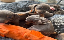 Dachshund dogs for sale: 7 beautiful dachshund baby’s  - Image 10
