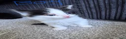 Mixed Breed cats for sale: 4 beautiful kittens  in Portsmouth - Advert 9