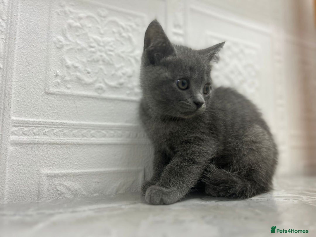 Russian Blue cats for sale: Russian Blu/British Blu - Image 19