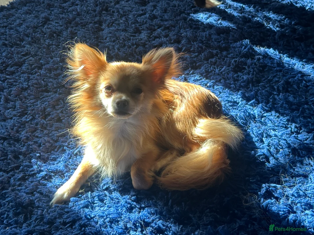 Chihuahua dogs for sale: Male chihuahua 2yo (entire)  - Advert 6