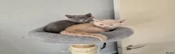 British Shorthair cats for sale: Beautiful British shirthair ready for loving home - Advert 6