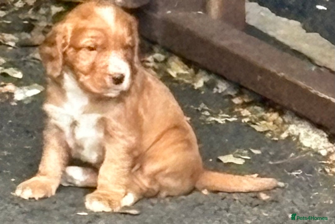 Cocker Spaniel dogs for sale: Working cocker spaniel puppies - Image 2