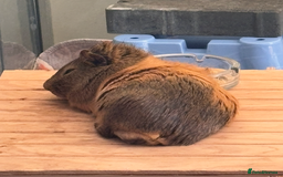 Guinea Pig rodents for sale: 12 months old Male Guinea Pig - Image 2