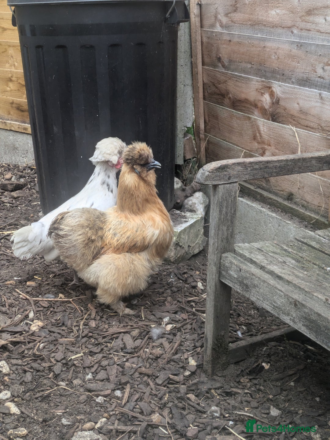 Hens poultry for sale: Bantam Arucana and silkie - Image 3