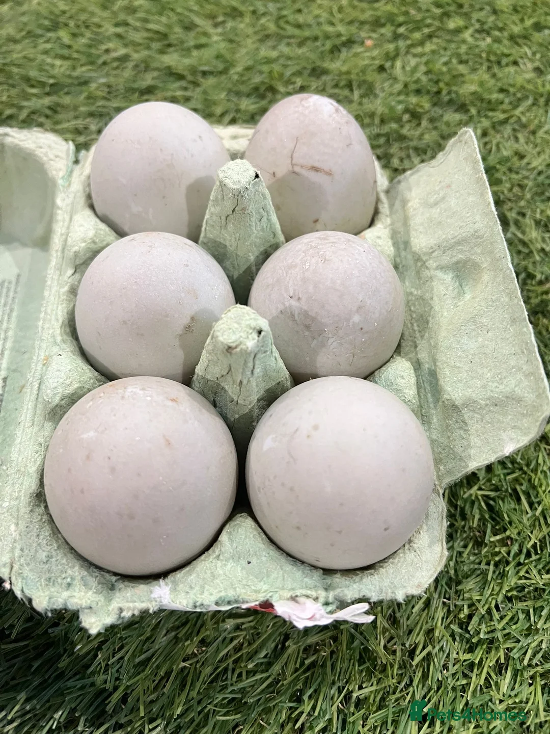 Ducks poultry for sale: Cayuga - Advert 1