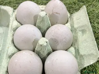 Ducks poultry Cayuga - Advert 1