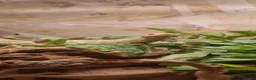 Snake reptiles for sale: Albino Western Hognose Snake – Male – Enclosure  - Advert 5