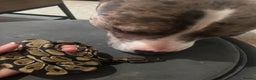 Python Snake reptiles for sale: Very sweet ball python and tank and unit  - Advert 4