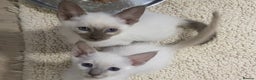 Oriental cats for sale: Oriental kittens  - Advert 18