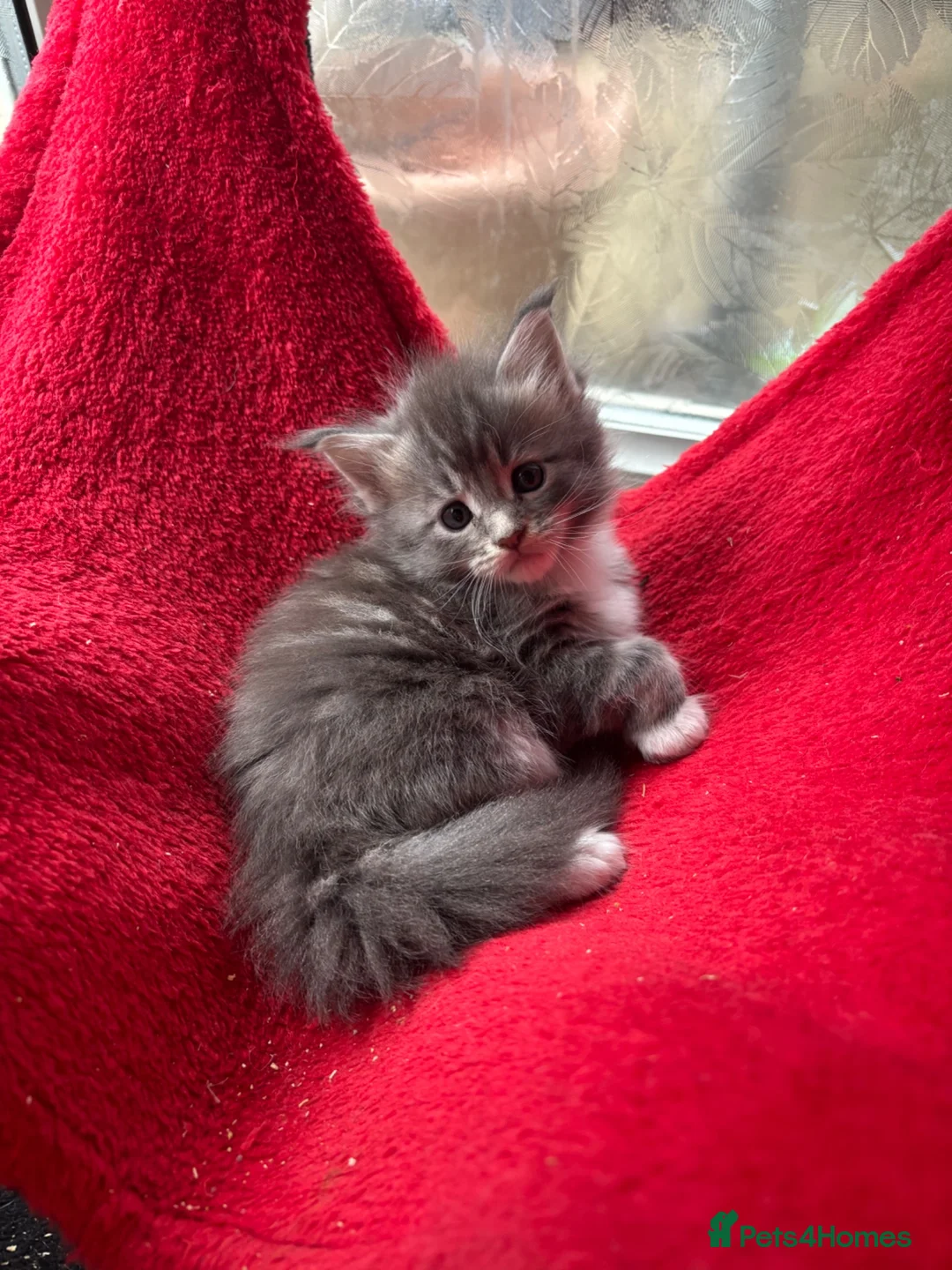 Maine Coon cats for sale: Maine coon kittens - Advert 29