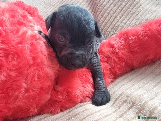 Mexican Hairless dogs - Advert 3