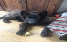 German Shepherd dogs for sale: Male longhaired black sable German shepherd  - Image 6