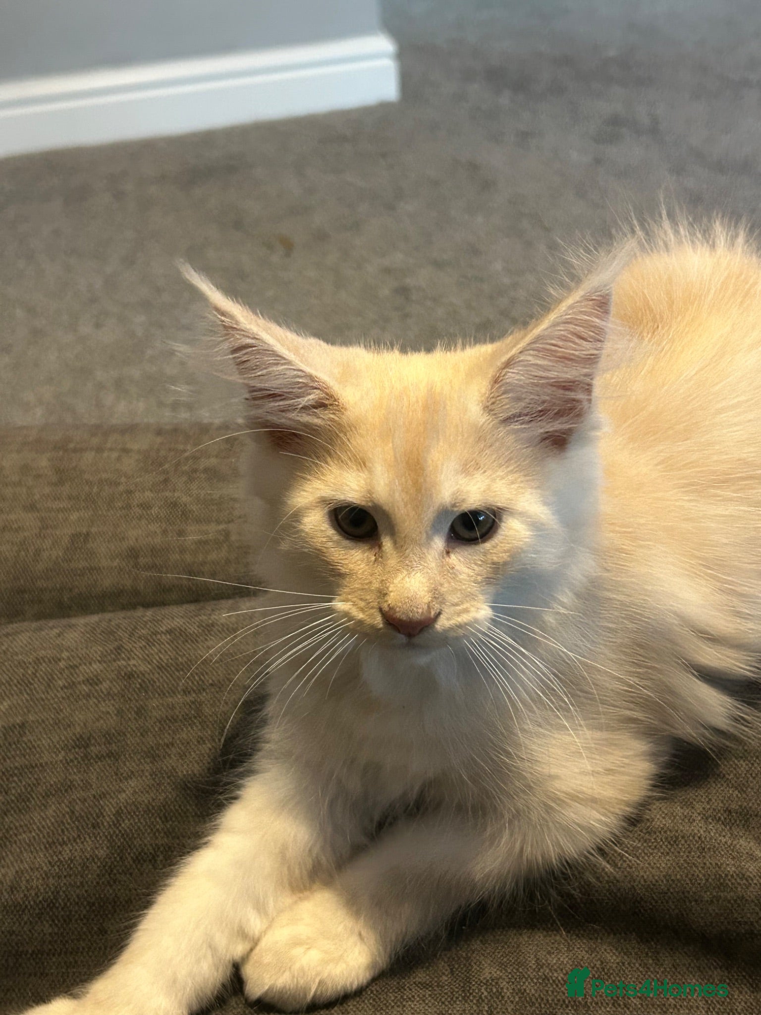 Maine Coon cats 1 CREAM BOY LEFT PRICE REDUCTION 😻l - Advert 18