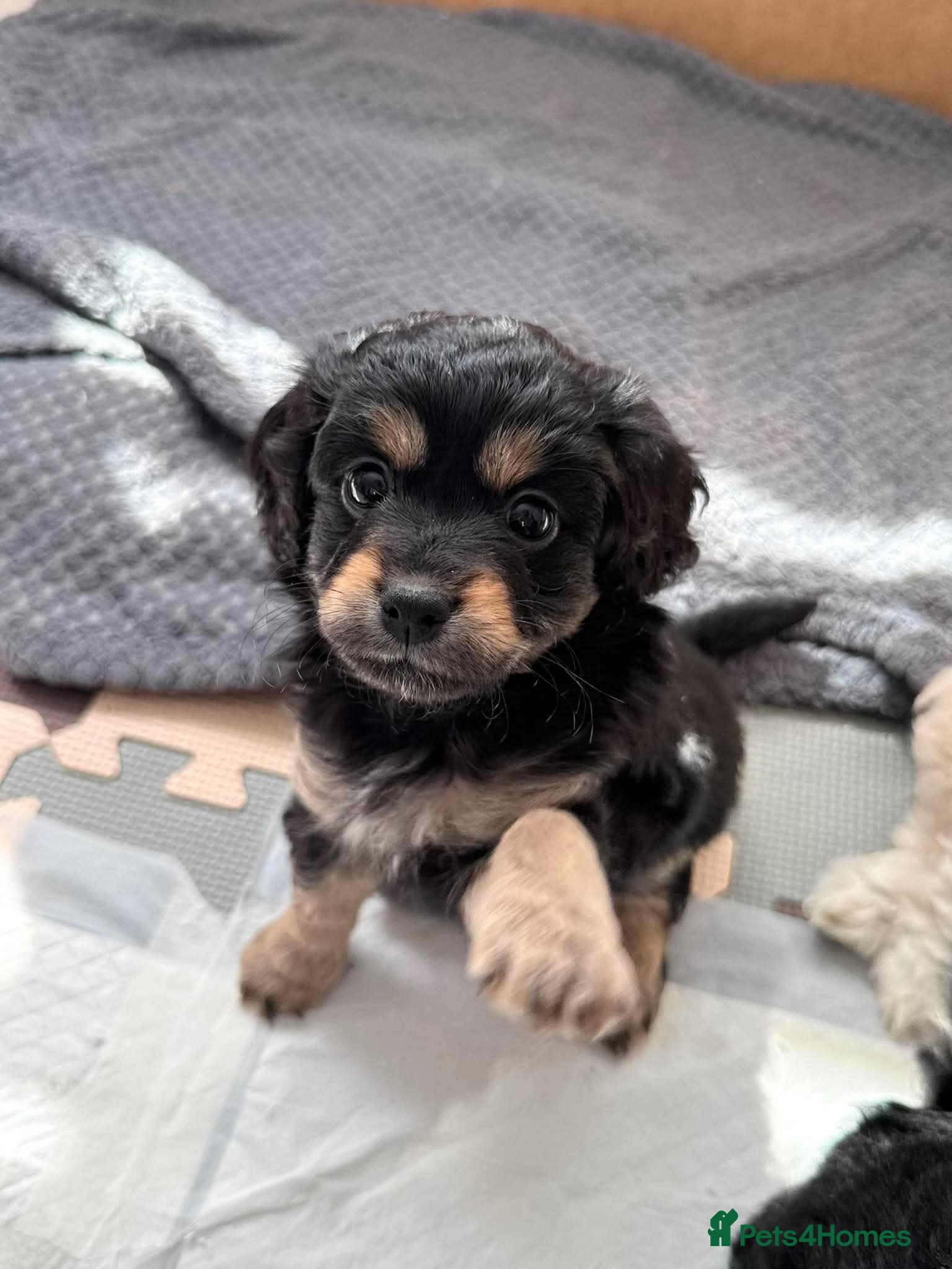 Mixed Breed dogs Extremely cute cockapomapoo puppys - Advert 9