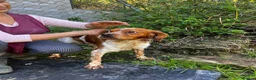 Brittany Spaniel dogs for adoption: Yair   in Worthing - Advert 3