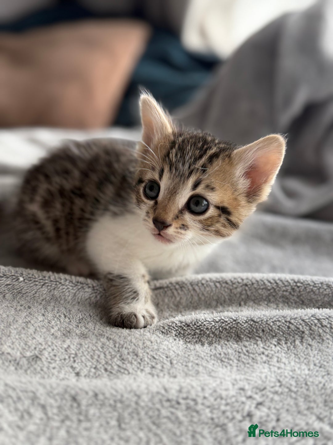 Mixed Breed cats for sale: Adorable Kittens Looking for Their Forever Homes ✨ - Image 21