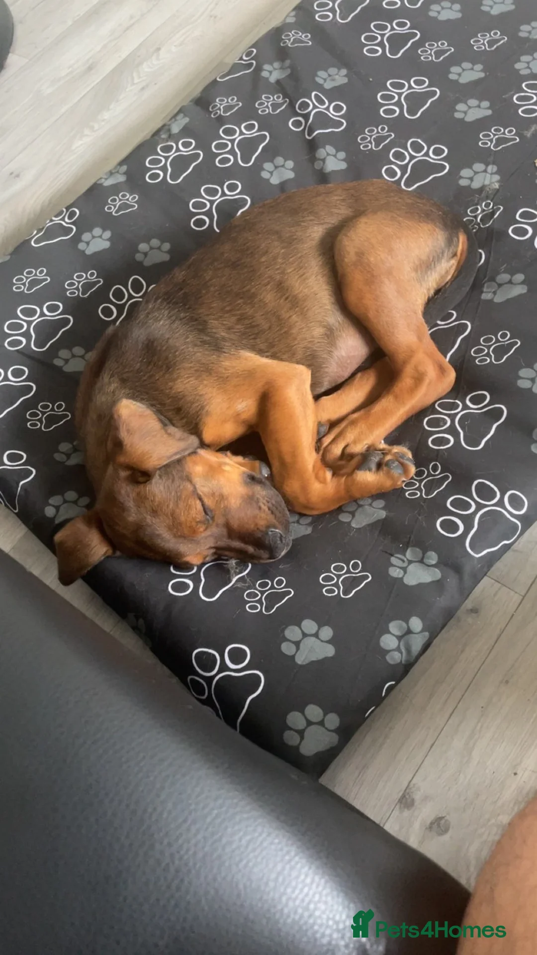 Mixed Breed dogs for sale: Doberman  - Advert 1