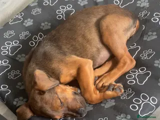 Mixed Breed dogs Doberman - Advert 1