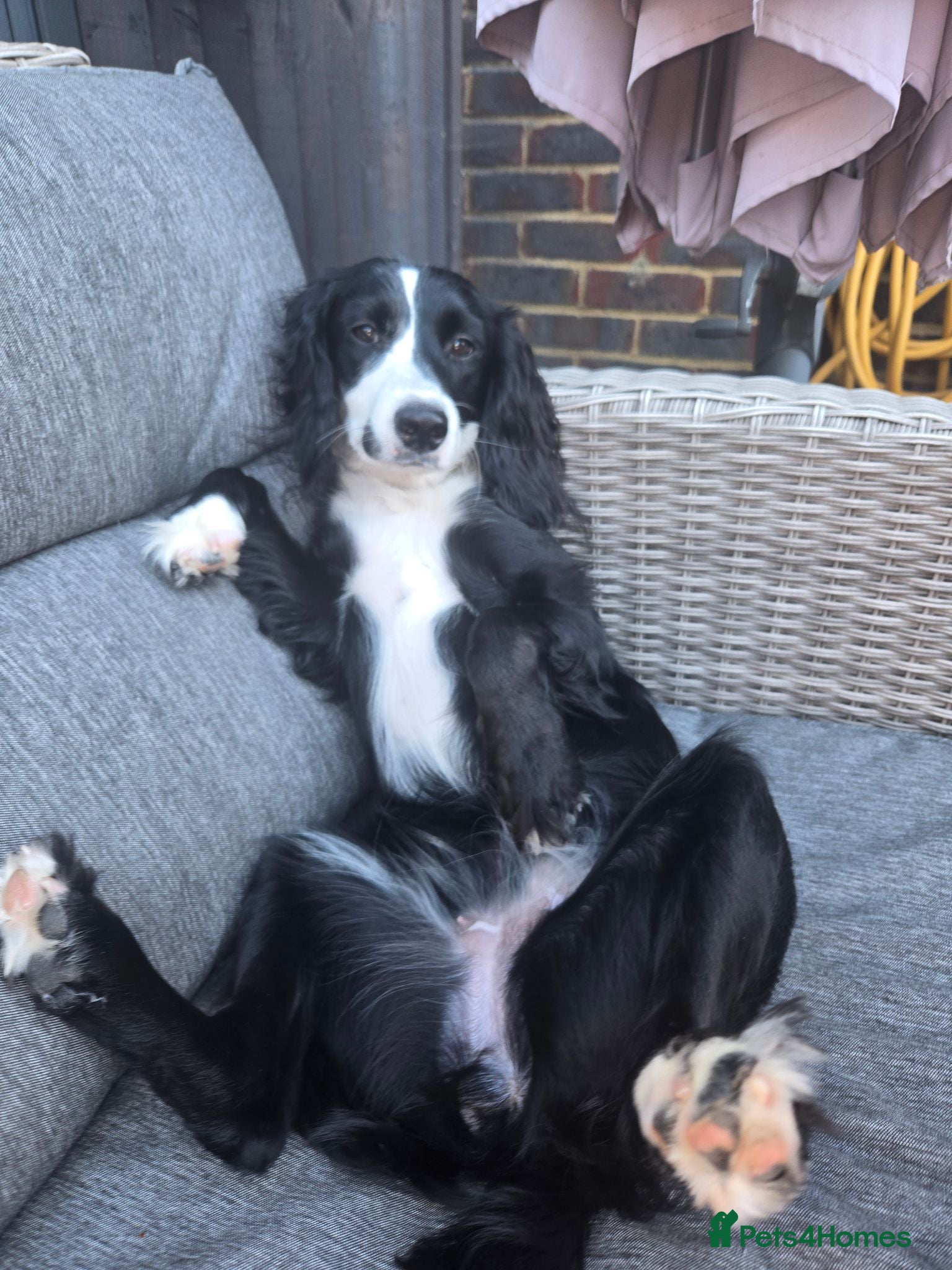 Cockapoo dogs Lady 8 months old cookapoo - Advert 1