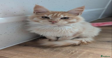 Maine Coon cats - Advert 12