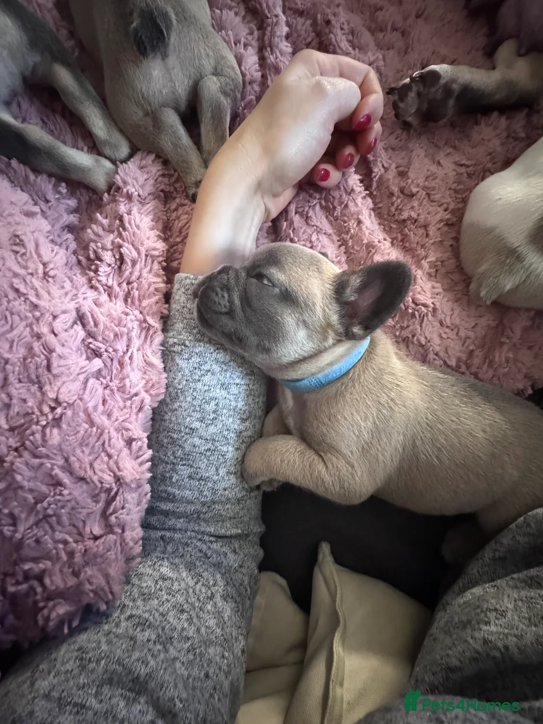French Bulldog dogs for sale: French Bulldog puppies for sale 1 LEFT  - Advert 19