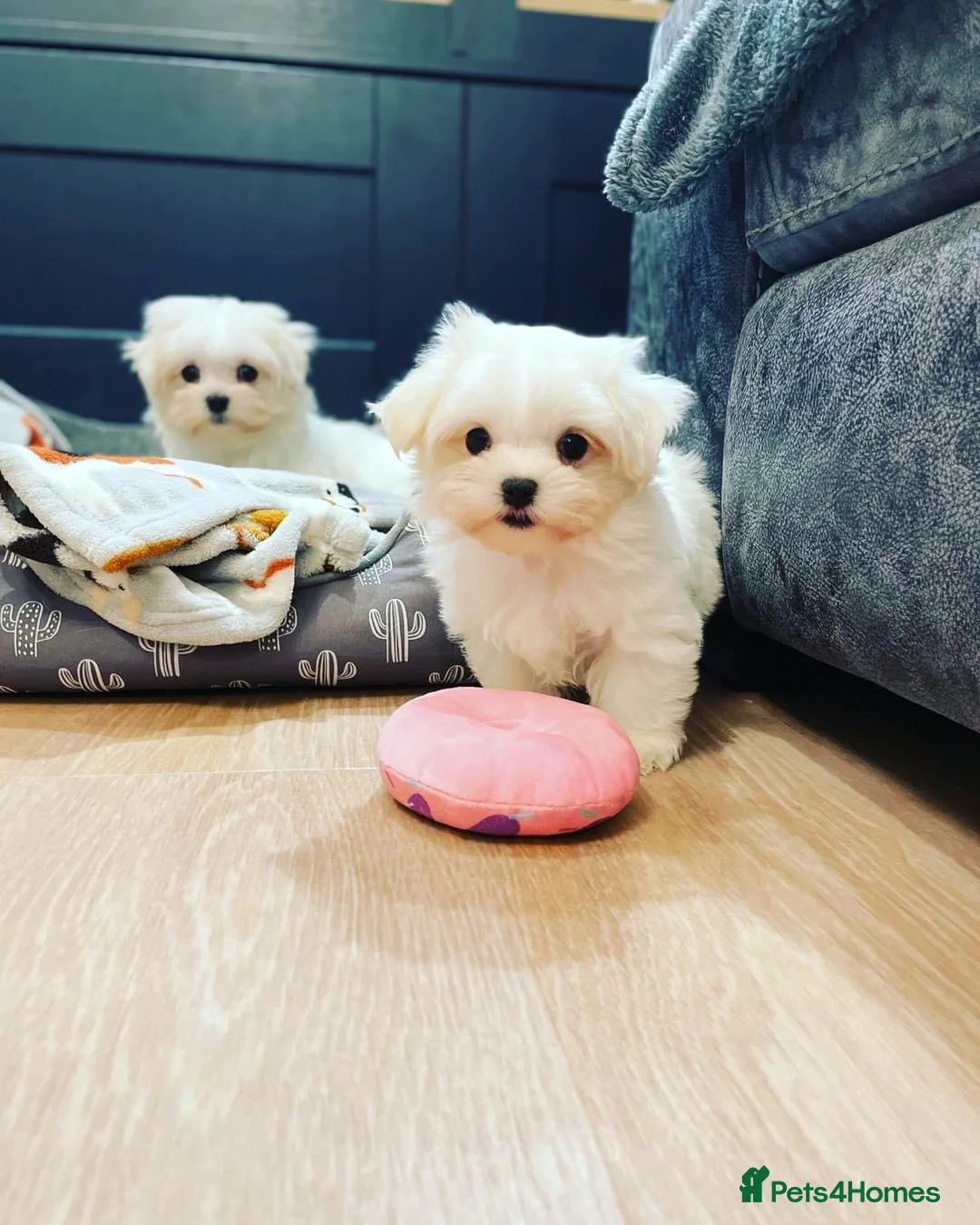 Maltese dogs for stud: PROVEN STUNNING SMALL KC MALTESE FOR STUD in Wigan - Advert 3