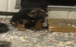 Border Terrier dogs for sale: KC border terrier pups SLEM clear reg breeder - Image 3