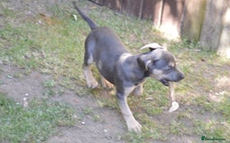 Mixed Breed dogs for sale: Mixed Breed Pups - Image 9