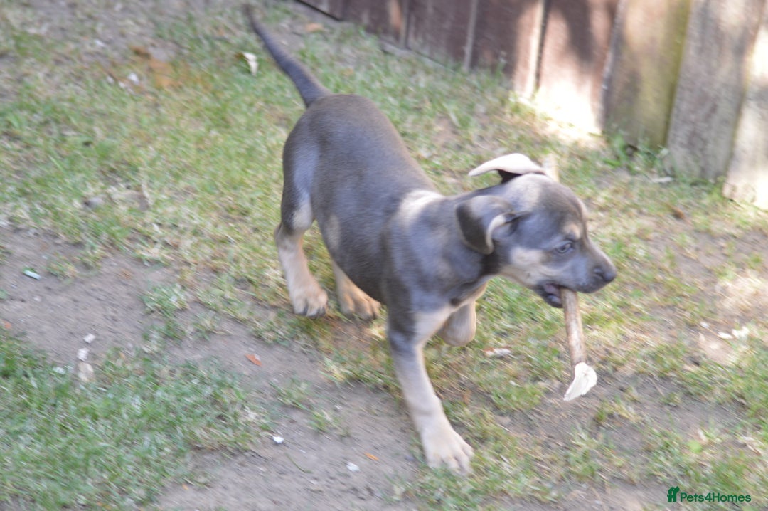Mixed Breed dogs for sale: Mixed Breed Pups - Image 9