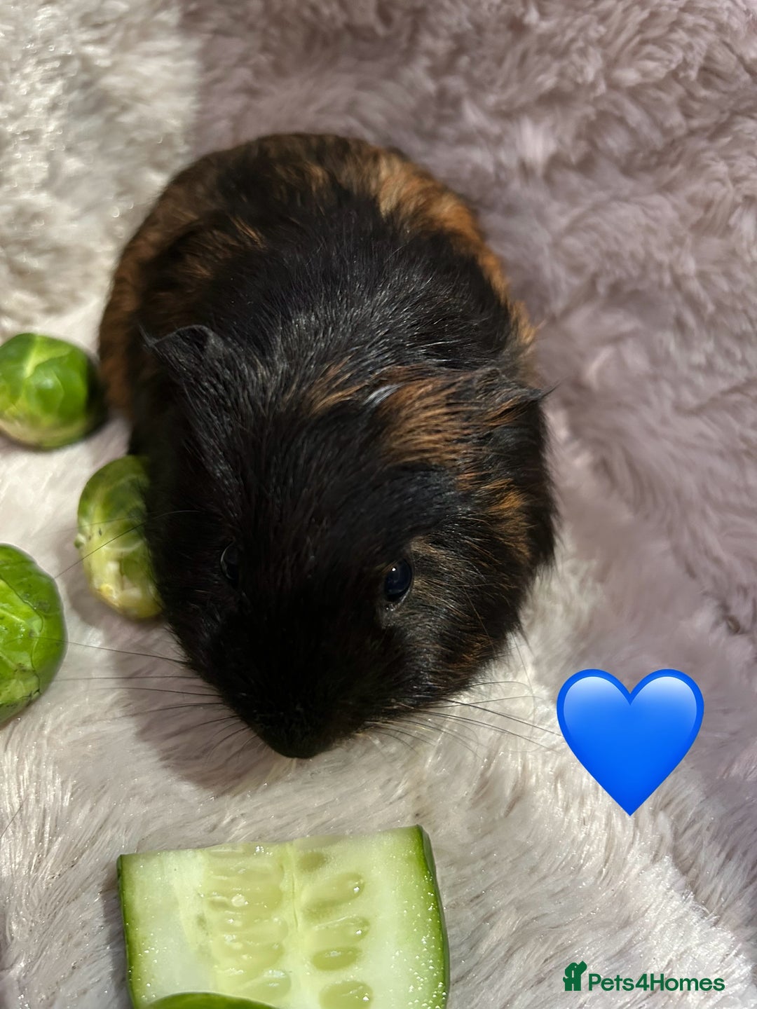 Guinea Pig rodents for sale: GORGEOUS BABY GUINEA PIGS - Advert 14