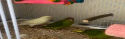 Parakeets birds for sale: Kakariki Parrots in Blyth - Advert 6