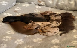 Miniature Dachshund dogs for sale: Miniature dachshunds smooth hair puppy’s  - Image 7