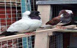 Pigeons birds for sale: 10 Pigeons for sale - Advert 27