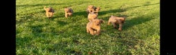 Mixed Breed dogs for sale: Stunning quality Vizslador puppies  - Advert 5