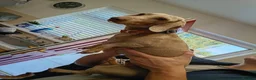 Miniature Dachshund dogs for adoption: STEFAN, a Superb S-H Sausage Boy for a Loving Home in Grantham - Advert 11