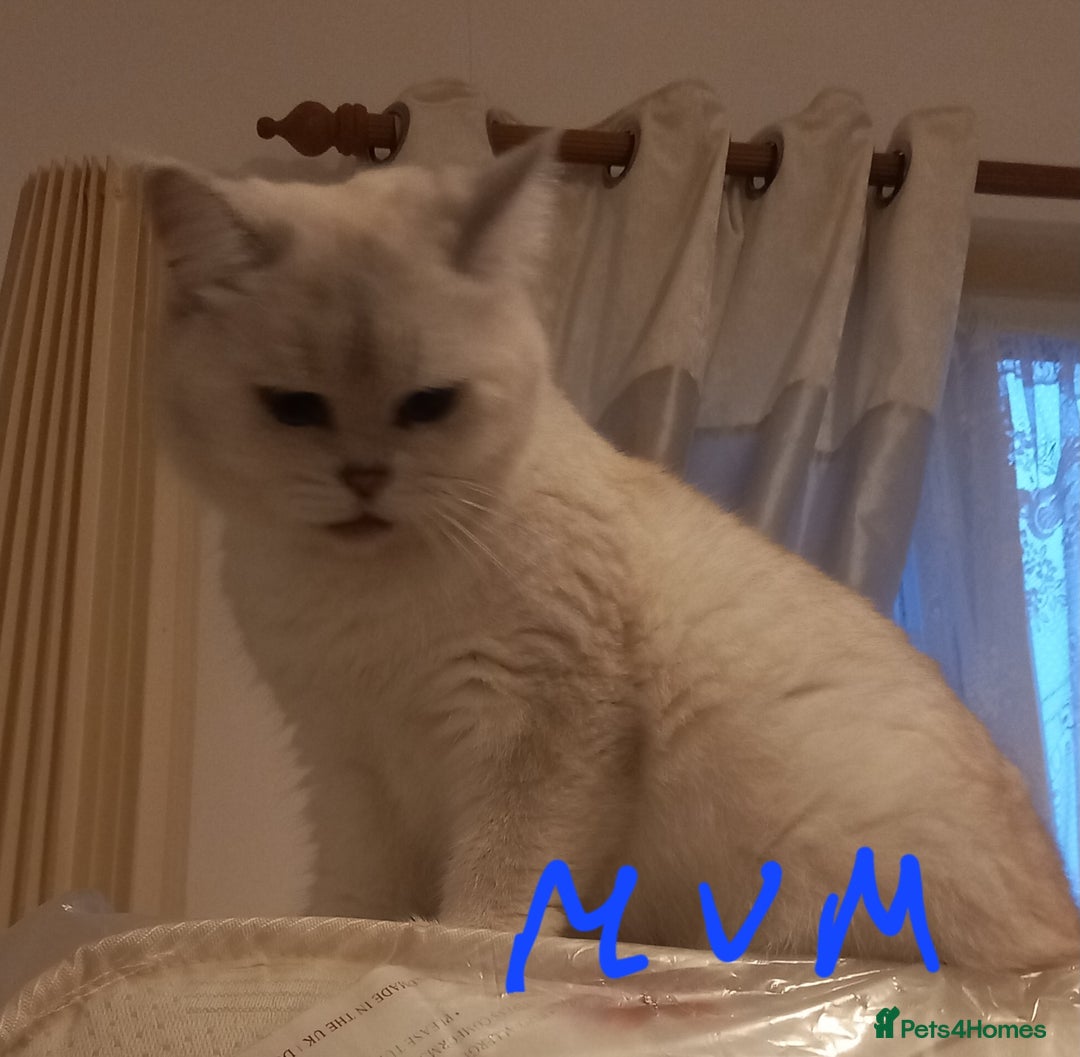 British Shorthair cats for sale: Stunning unusual British short hair kittens  - Advert 2