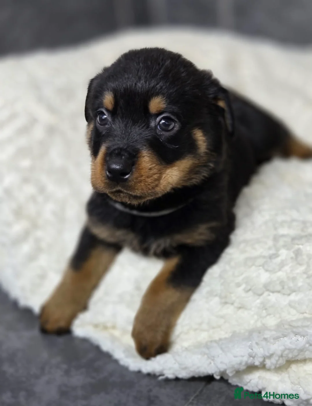 Rottweiler dogs for sale: Stunning Rottweiler pups - Advert 8