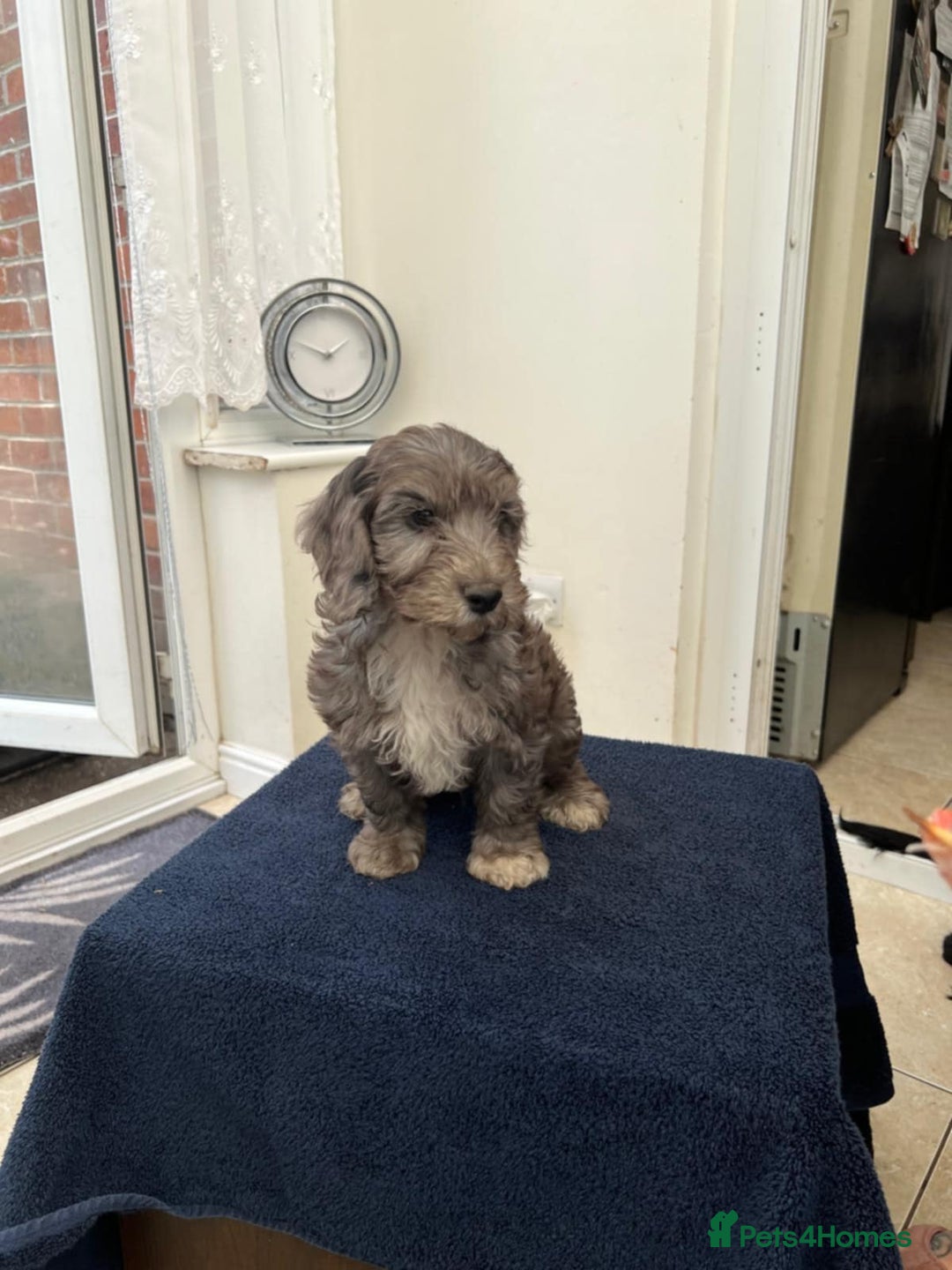 Cockapoo dogs for sale: 8 cockapoo - Image 9
