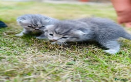 Scottish Fold cats for sale: Adorable Kittens Looking for Their Forever Homes🐾 - Image 30