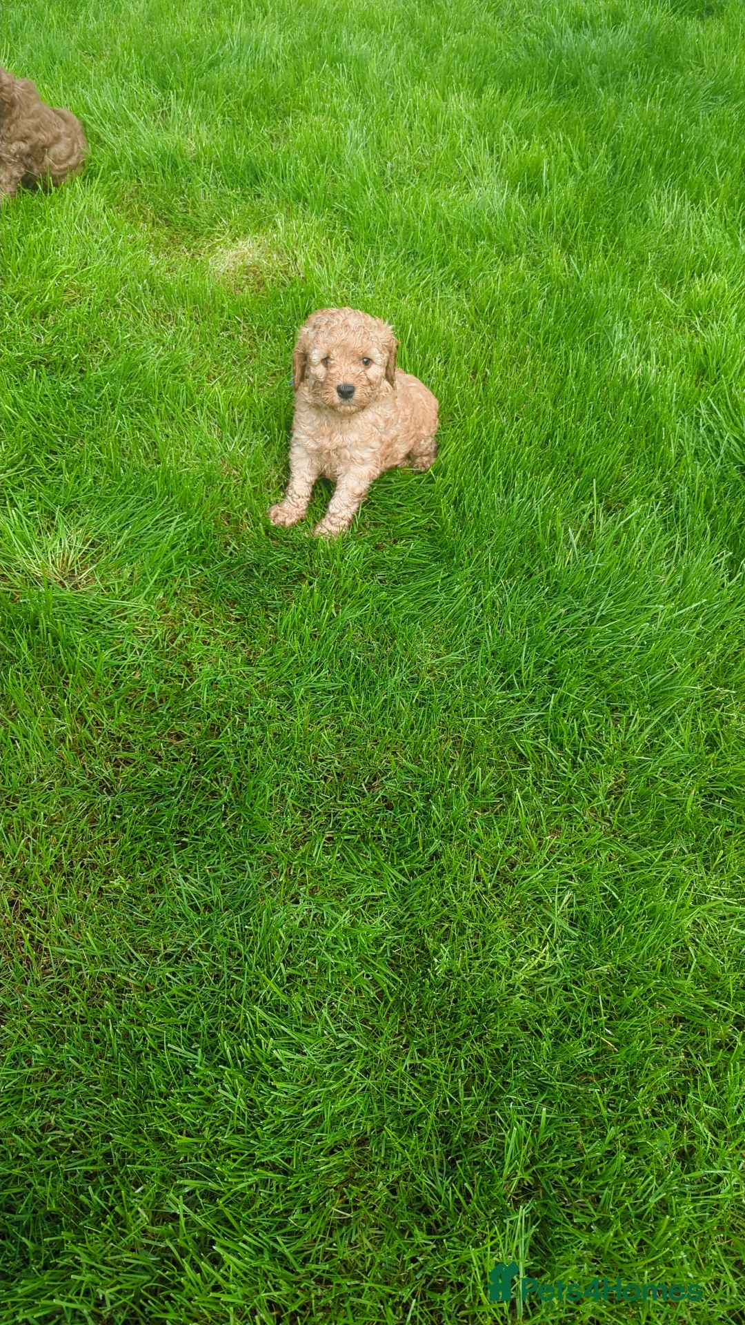 Cockapoo dogs for sale: Beautiful cockapoo puppies - Advert 2