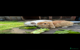 Mini Lop rabbits for sale: Friendly pure mini lops  - Image 9